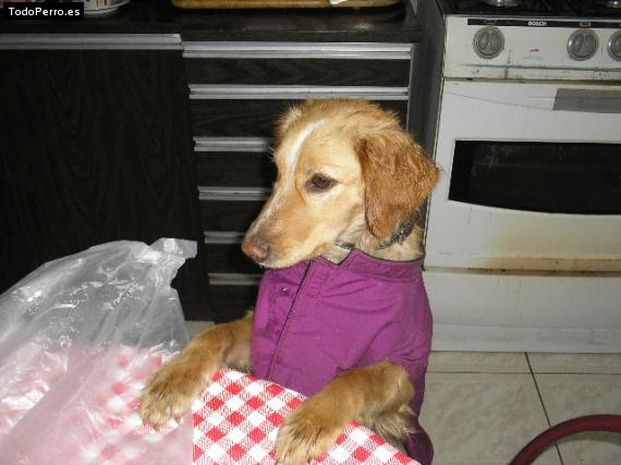 Foto del perro Cuquito