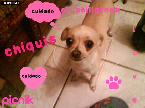 Foto del perro Chiquis