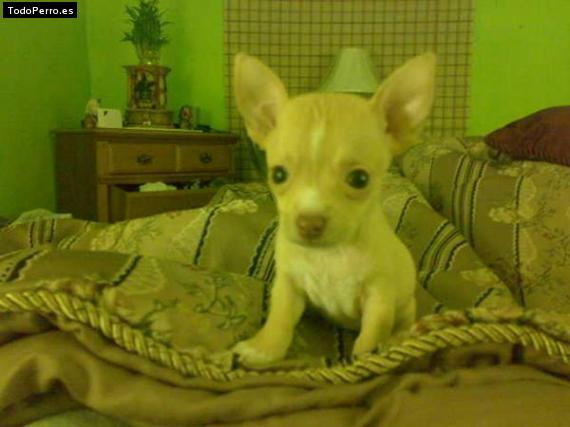 Foto del perro Dolly