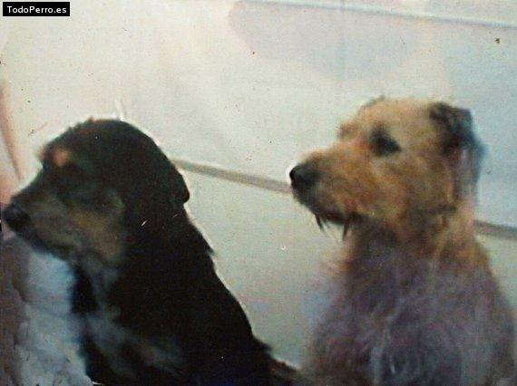 La foto del perro Carbon y nala Foto del perro Carbon y nala