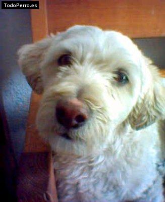 Foto del perro Banjo