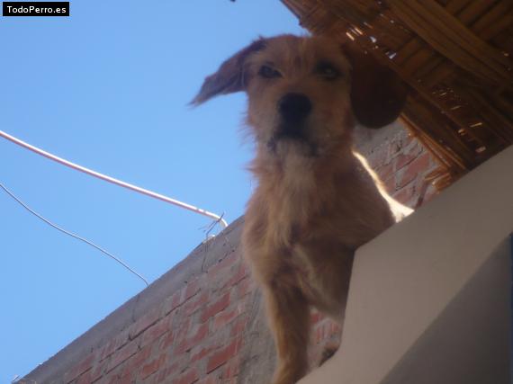 Foto del perro Chasqui