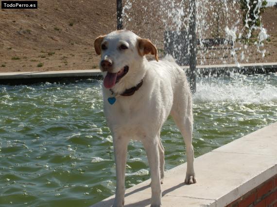 Foto del perro Arwen