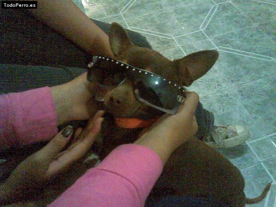 Foto del perro Chapo