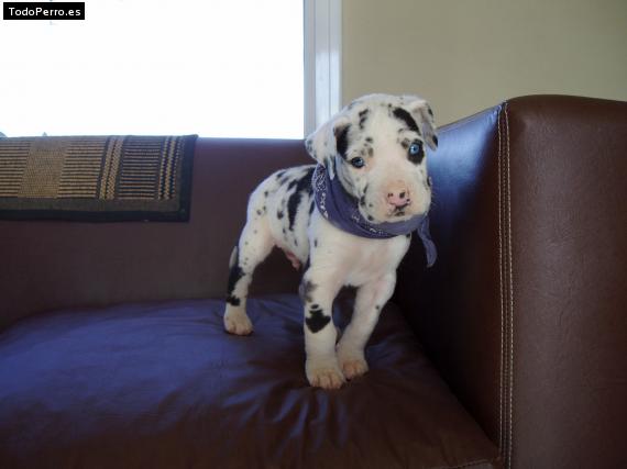 Foto del perro Homero