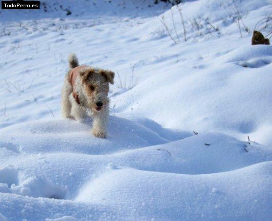 Foto del perro Fox