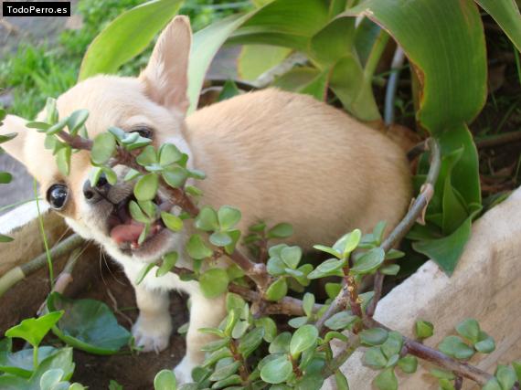 Foto del perro Benito