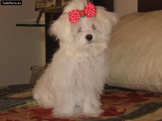Foto del perro Julita