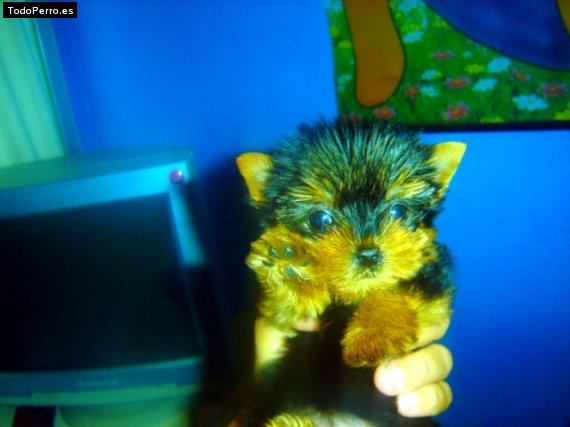 Foto del perro Baby