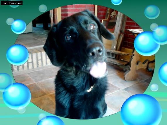 Foto del perro Ringo