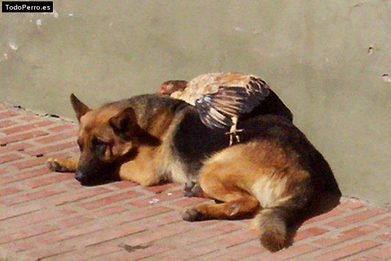 Foto del perro Mora