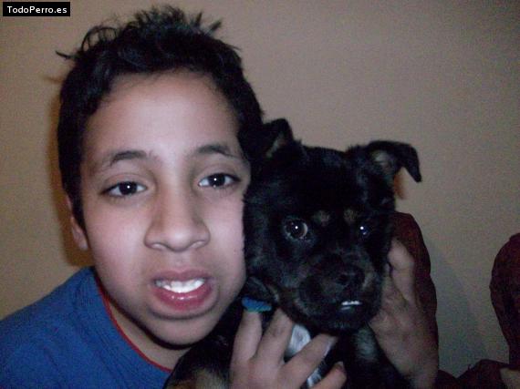 Foto del perro Cosmo