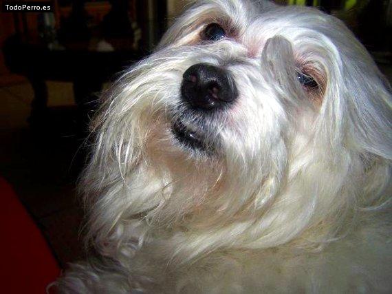 Foto del perro Rey