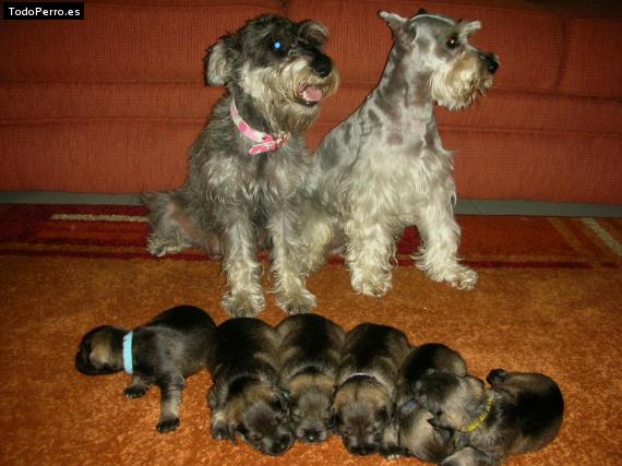 Foto del perro Muñeca y kafu