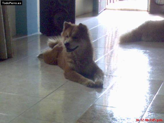 Foto del perro Simon y sabrina