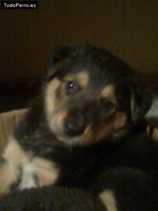 Foto del perro Rex
