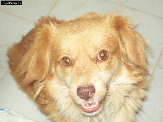 Foto del perro Dani