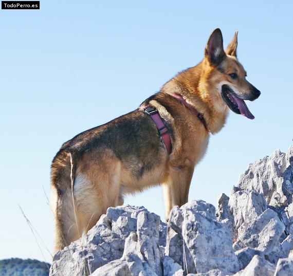 Foto del perro Upo