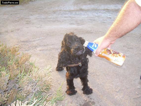 Foto del perro Siro