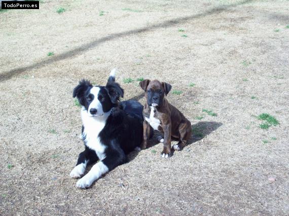 Foto del perro Rita