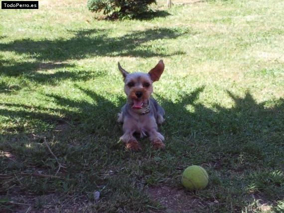 Foto del perro Moyo