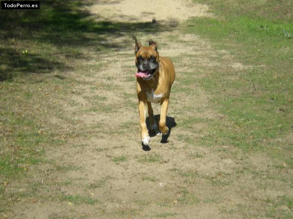 Foto del perro Zara