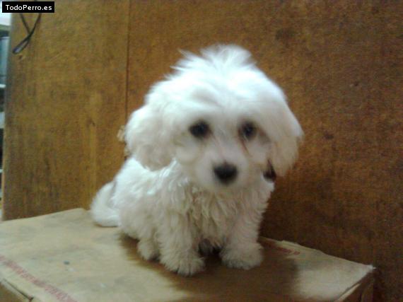 Foto del perro Regalo