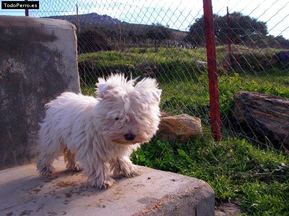 Foto del perro Noa