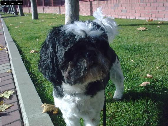 Foto del perro Risky