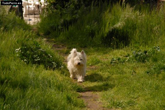 Foto del perro Lola