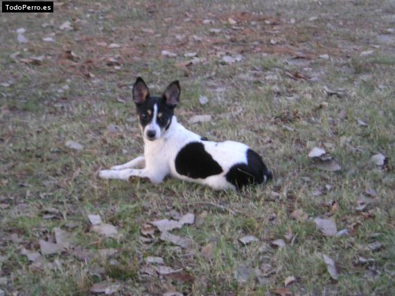 Foto del perro Rosita