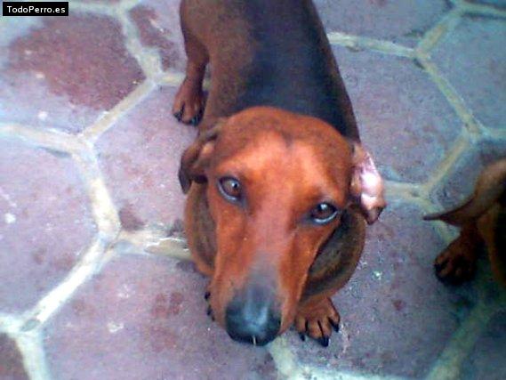 Foto del perro Dobby