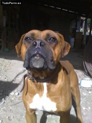 Foto del perro Rambo