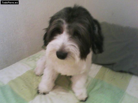 Foto del perro Chester