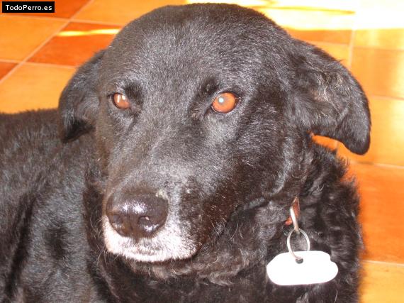 Foto del perro Roki