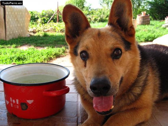 Foto del perro Cezar