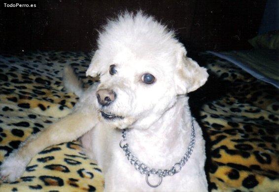 Foto del perro Chuli