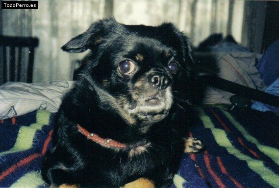 La foto del perro Bayron Foto del perro Bayron