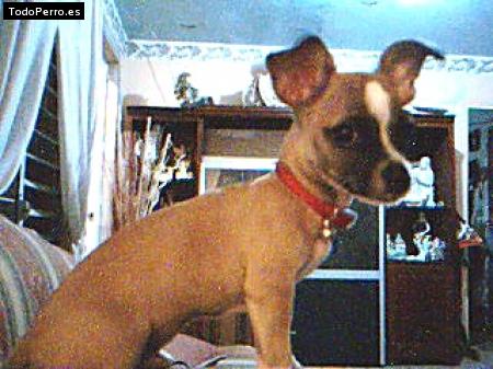 Foto del perro Chispi