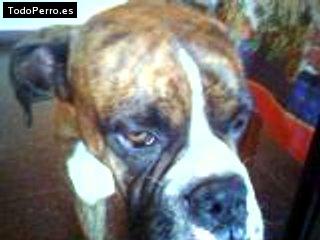 Foto del perro Eyko
