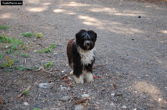 Foto del perro Turco