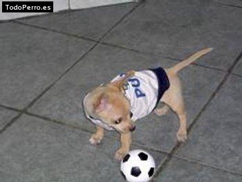 Foto del perro Pumas