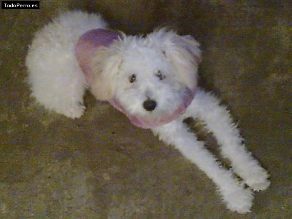 Foto del perro Rubi ramos