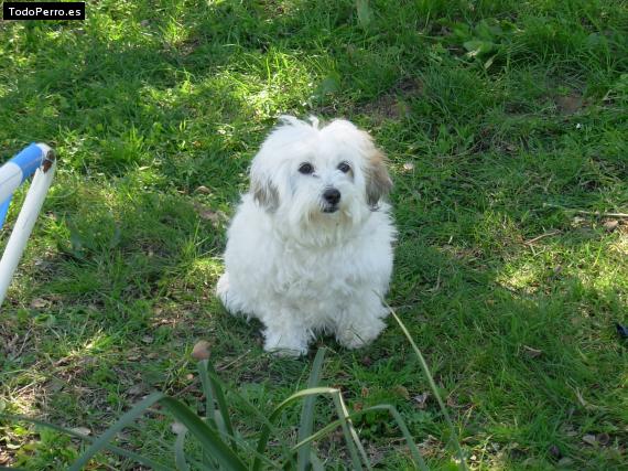 Foto del perro Curry