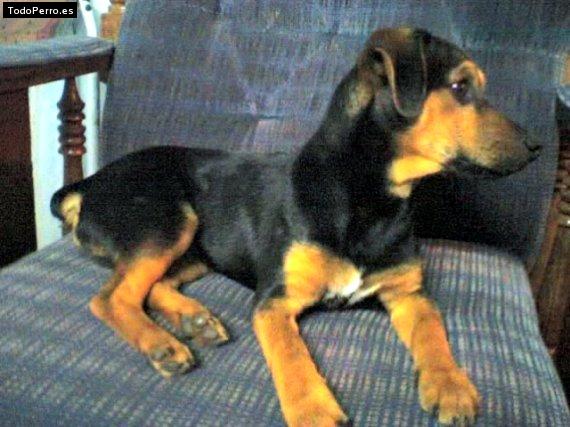 Foto del perro Bono