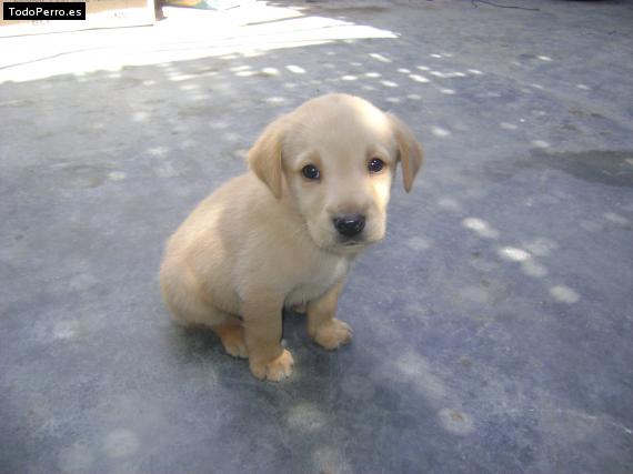 Foto del perro Rocco