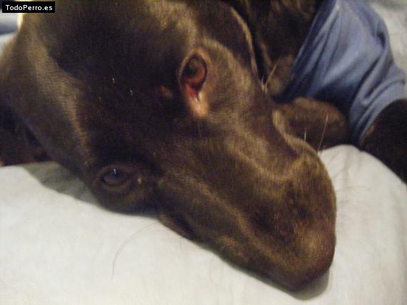 Foto del perro Chiara