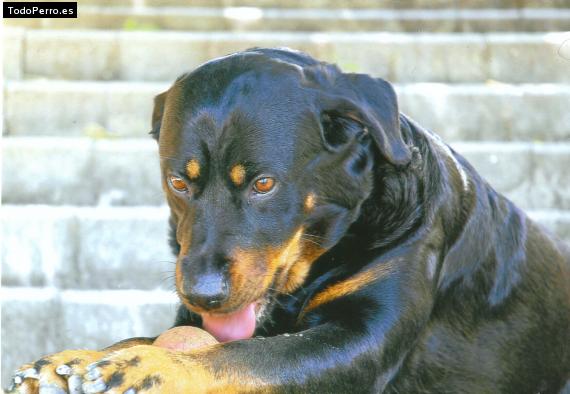 Foto del perro Lola