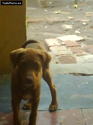 Foto del perro Rex