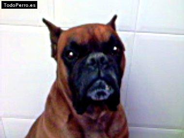 Foto del perro Tayson